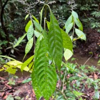 Strobilanthes habracanthoides J.R.I.Wood